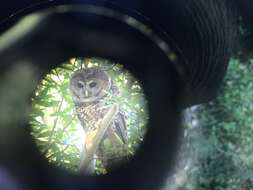 Image of Northern Spotted Owl