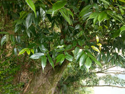 صورة Lithocarpus uraianus (Hayata) Hayata