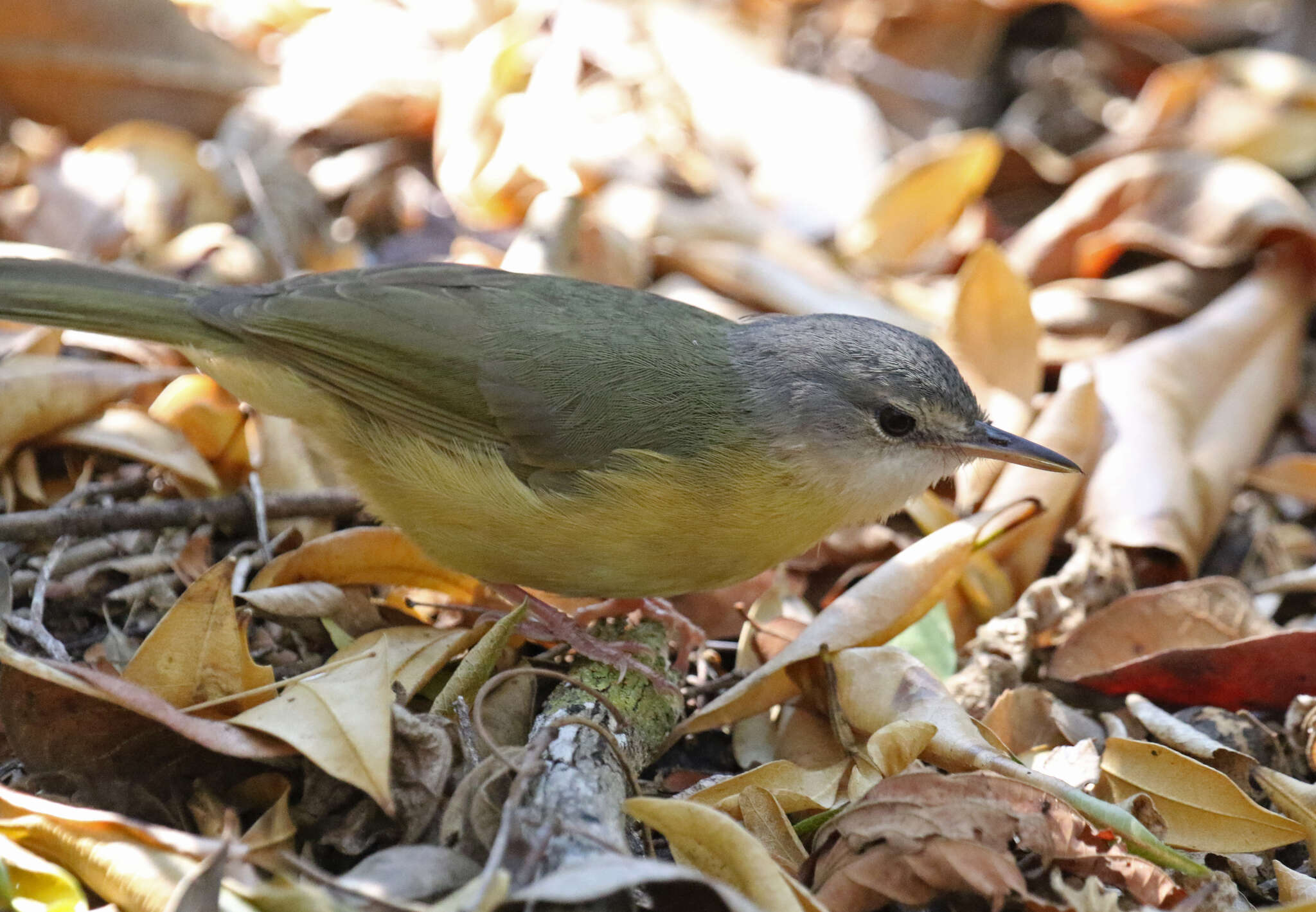 Image of Appert's Tetraka