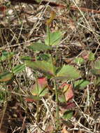 Image of Gonocarpus mezianus (Schindl.) Orchard