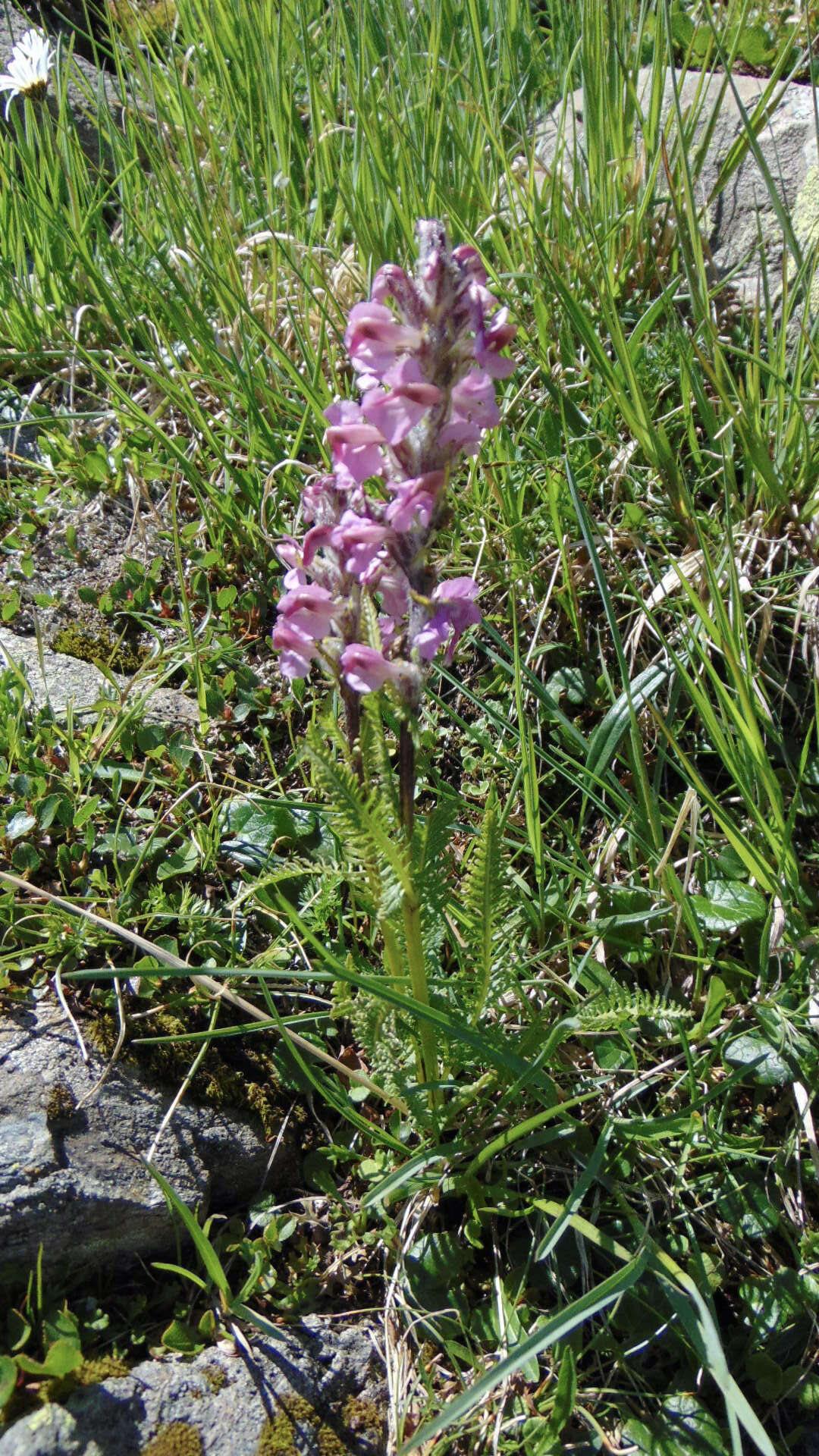 Image of Pedicularis rostratospicata subsp. helvetica (Steininger) O. Schwarz