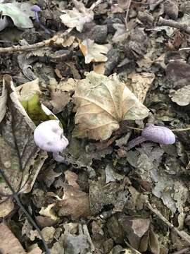 Image of Laccaria amethystina Cooke 1884