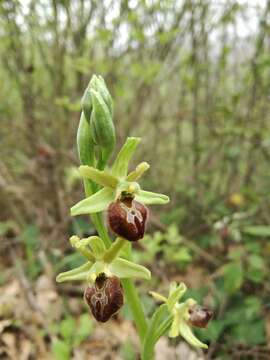 Image of Early spider orchid