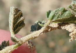 Image of Hermannia decumbens Willd.