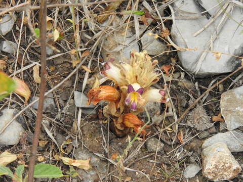 Image of Louisiana broomrape