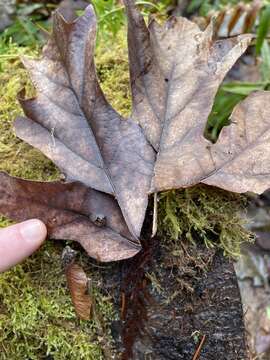 صورة Columella edentula (Draparnaud 1805)