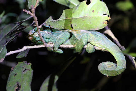 Image of Parson's Chameleon