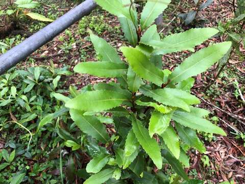 Image of Lomatia arborescens L. Fraser & Vickery