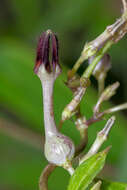 Imagem de Ceropegia bulbosa Roxb.