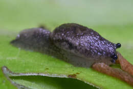 Image of Hemphillia glandulosa Bland & W. G. Binney 1872