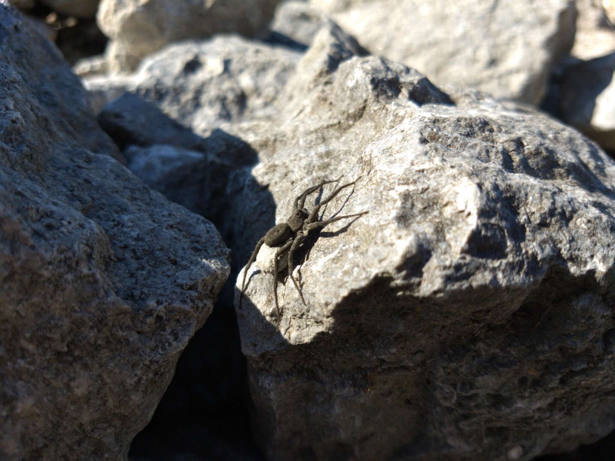 Image of Stone Spider