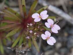 Image of Stylidium fasciculatum R. Br.