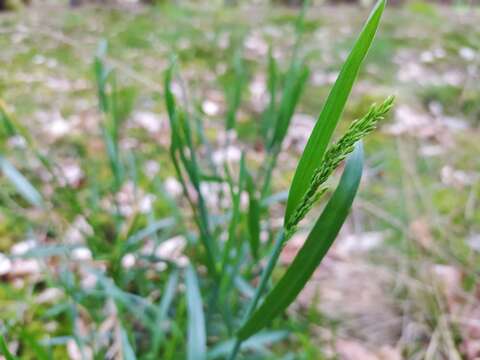 Image of broad-leaved meadow-grass