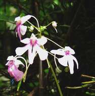 Image of Impatiens scapiflora Heyne