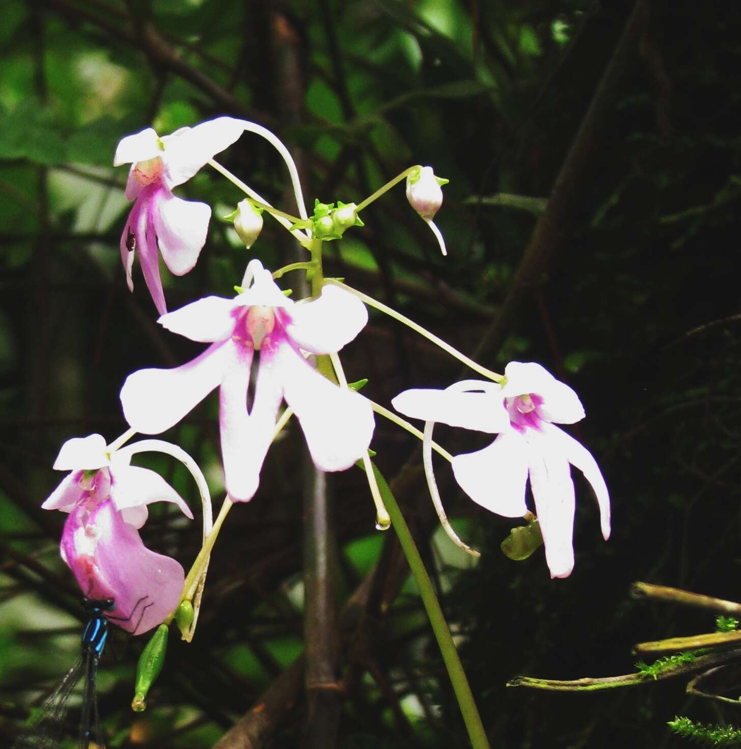 Impatiens scapiflora Heyne resmi