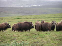 Image of muskox