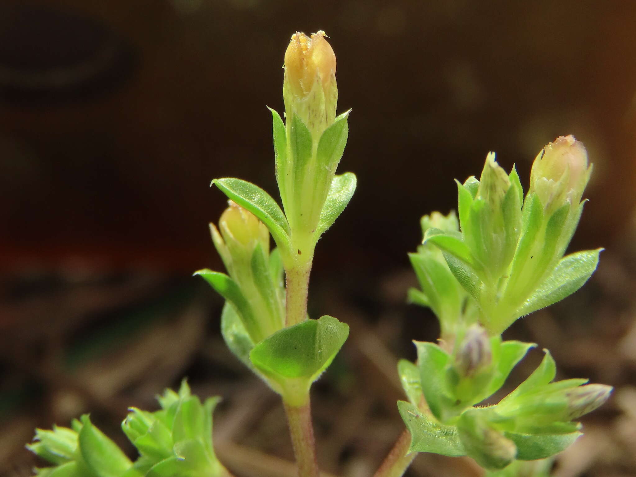 Image de Gentiana yokusai Burkill