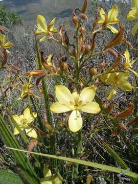 Image of Wachendorfia paniculata Burm.