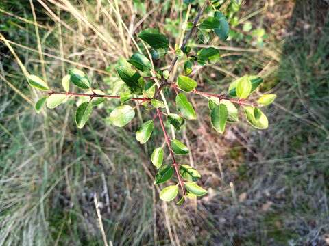 Image of Rhamnus saxatilis subsp. saxatilis