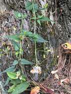 Plancia ëd Senecio scandens var. crataegifolius (Hayata) Kitam.