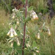 Brickellia secundiflora (Lag.) A. Gray的圖片