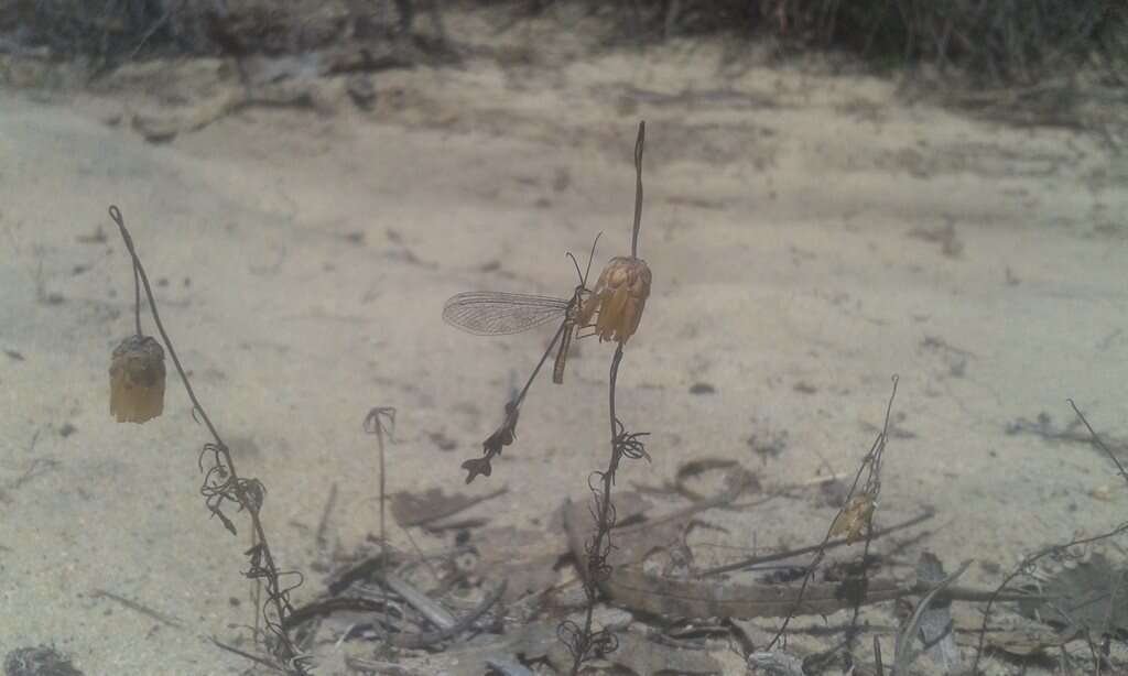 Image of Spoon-winged lacewing