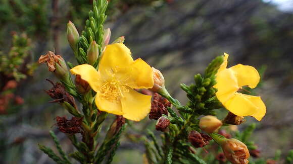 Image of Hypericum goyanesii Cuatrec.