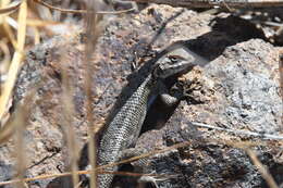 Image of Sceloporus becki Van Denburgh 1905