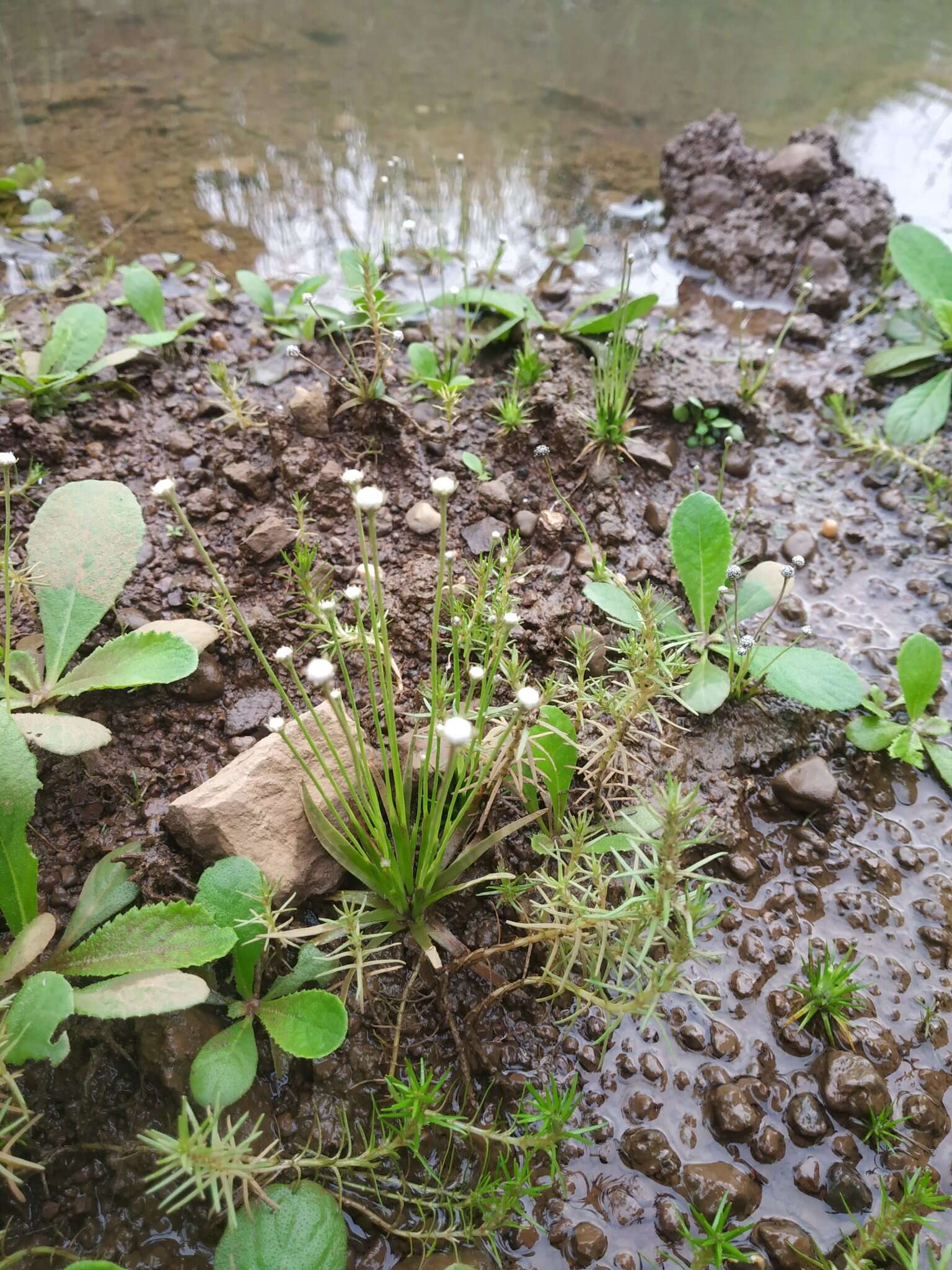 Image of Eriocaulon heterolepis Steud.