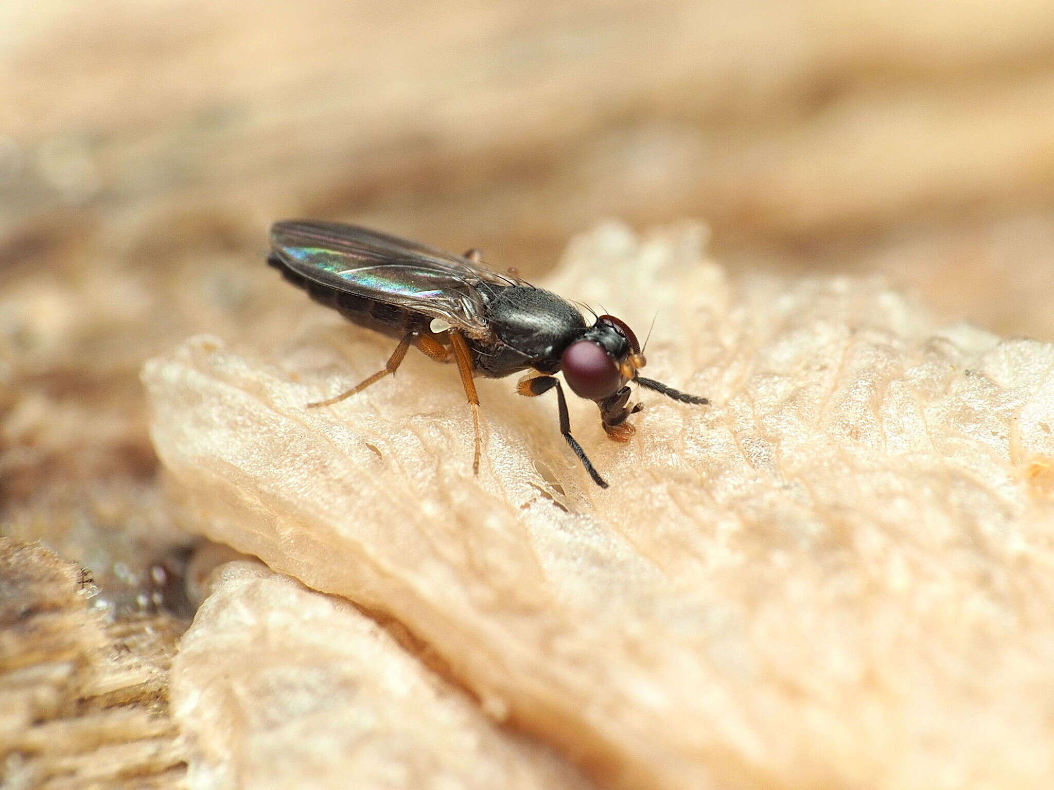 Image of Heteromeringia nitida Johnson 1913