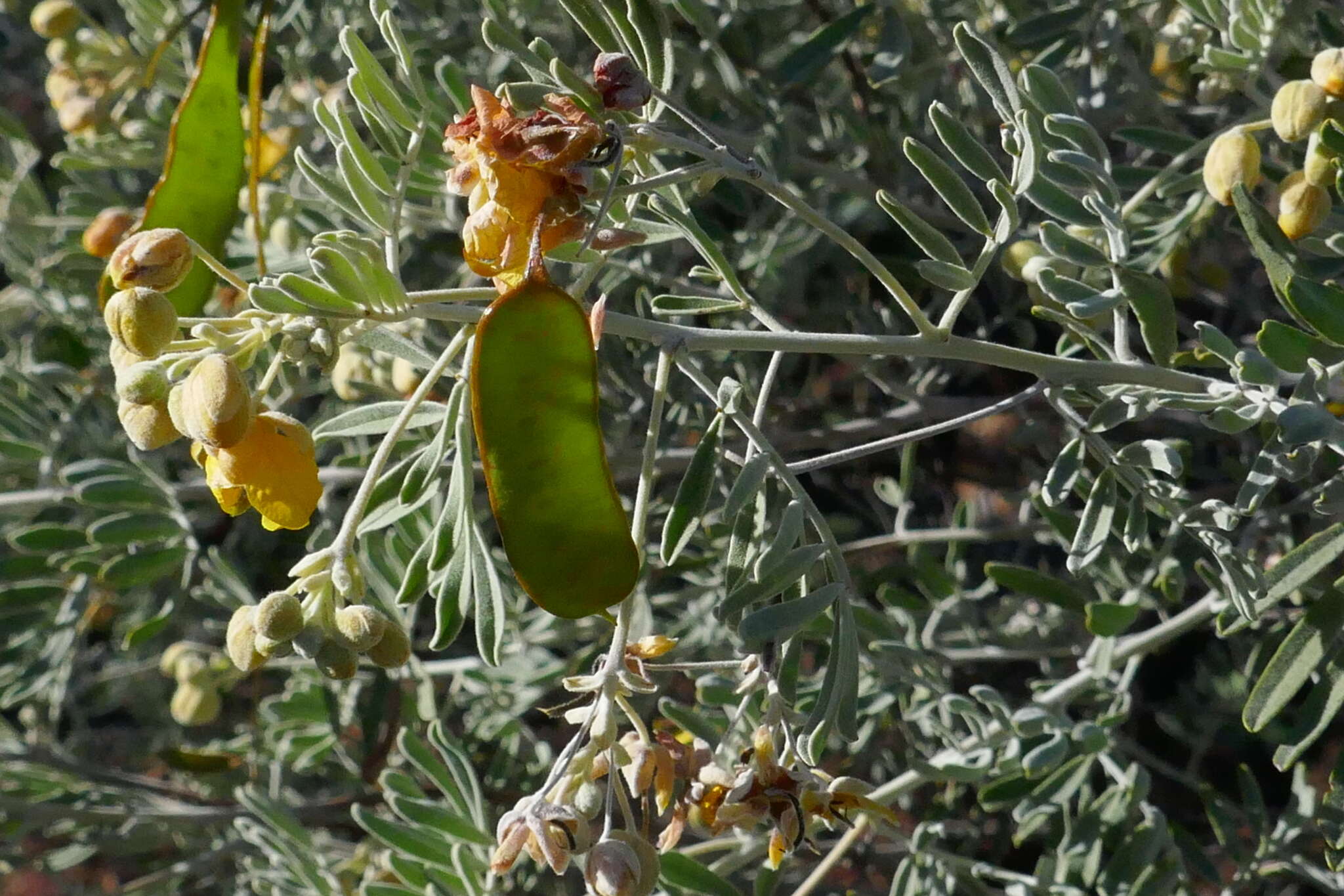 Image of Senna artemisioides subsp. sturtii