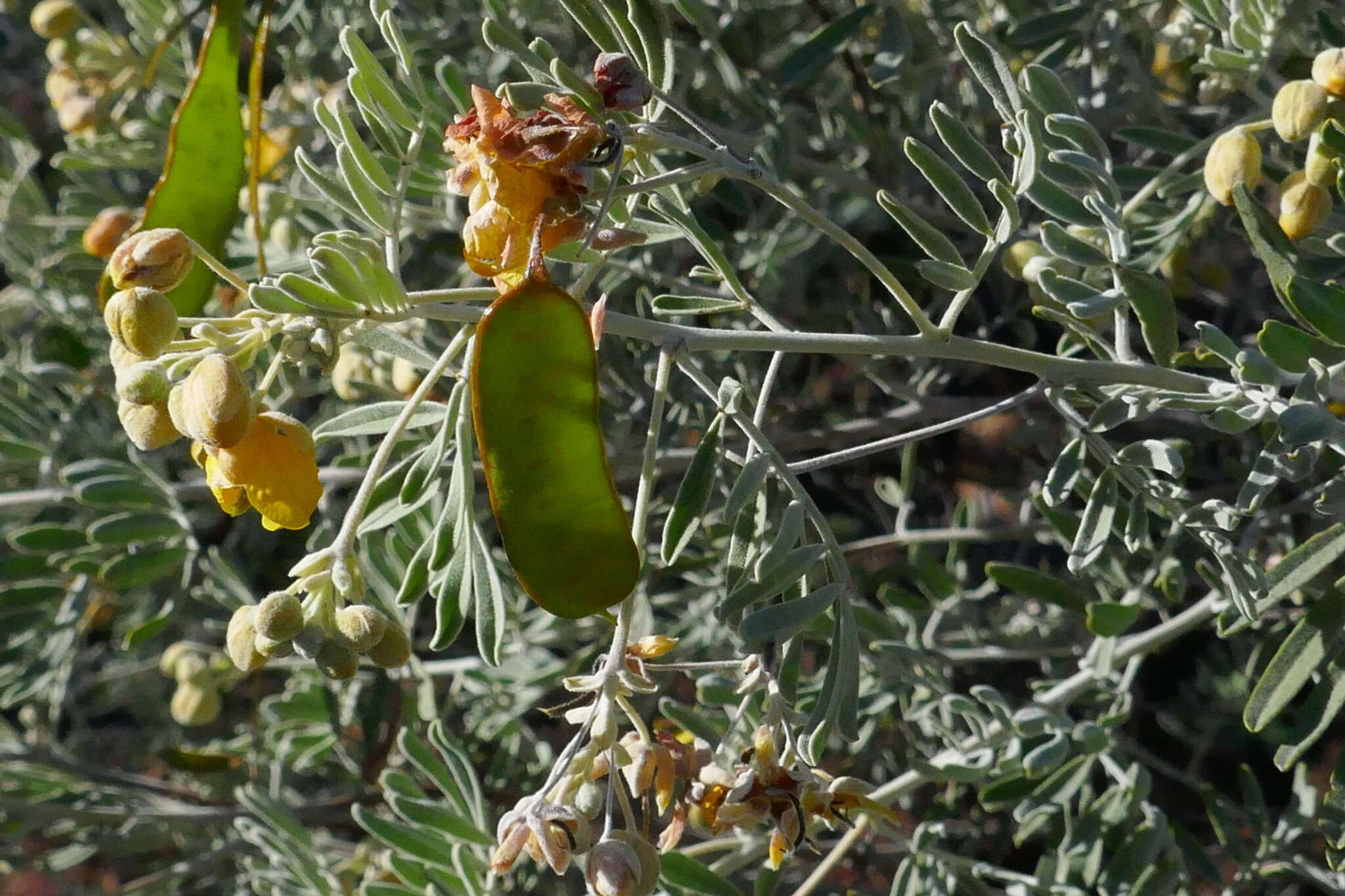 Слика од Senna artemisioides subsp. sturtii