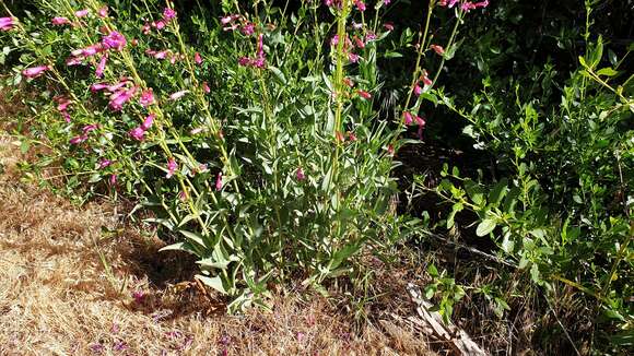 Image of beardtongue