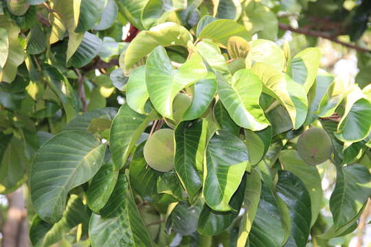 Image of Santol