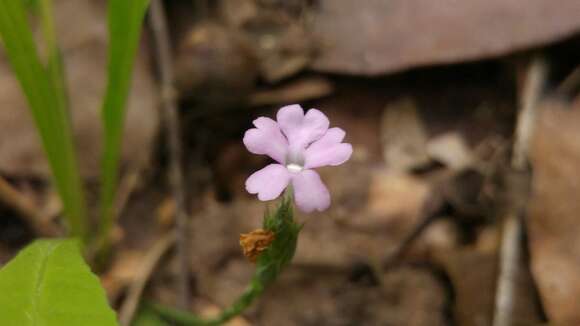 Image of wheatspike scalystem