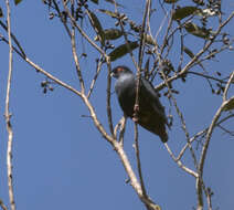 Image of blue pigeon