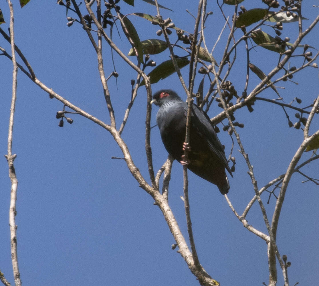 Image of blue pigeon