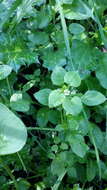 Image of common chickweed