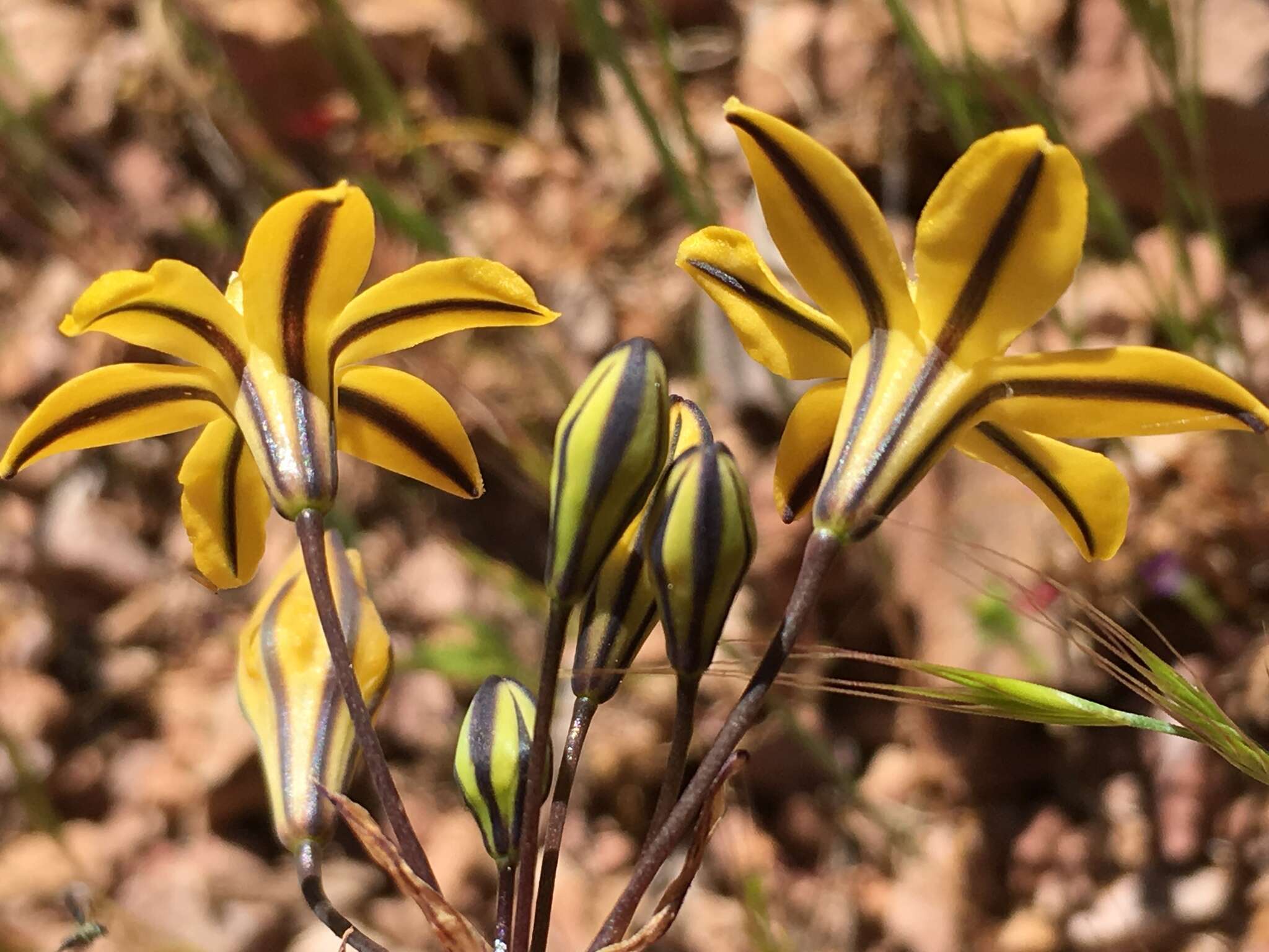 Image of Coast Range triteleia