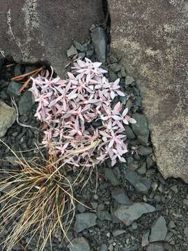 Image of rockjasmine buckwheat