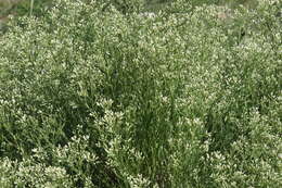 صورة Baccharis thesioides Kunth