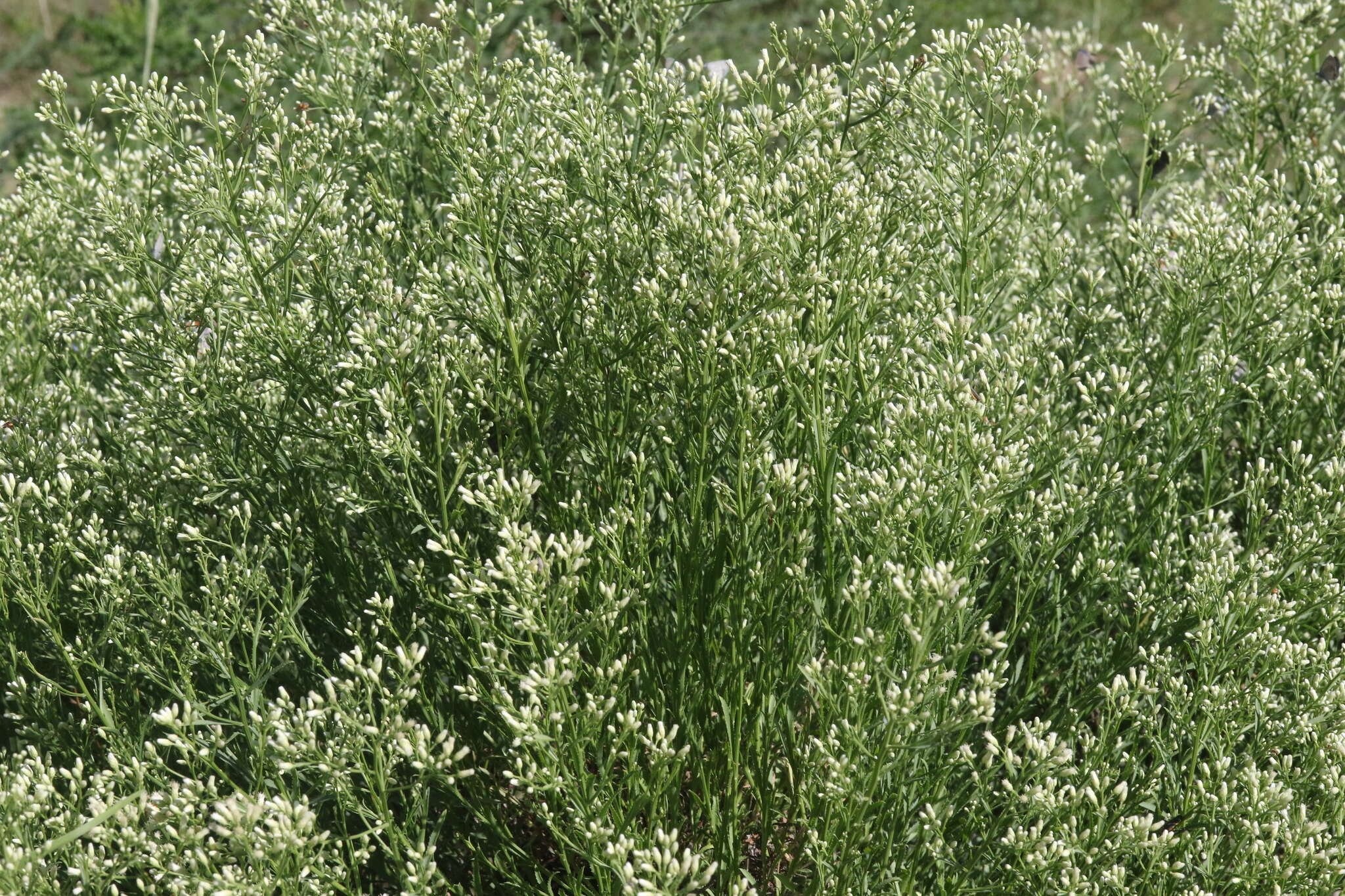 Image of Arizona baccharis