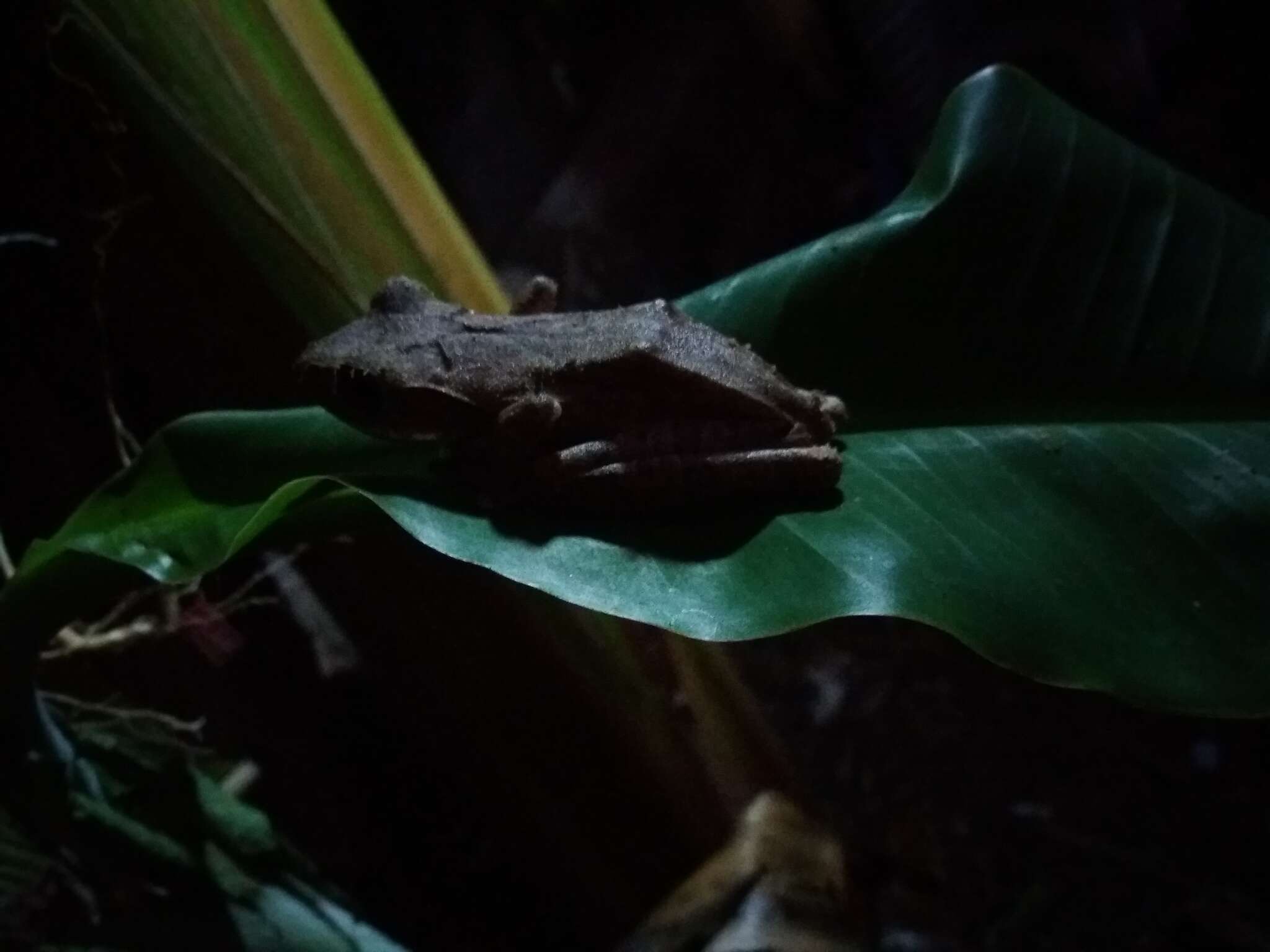 Image of Sri Lanka whipping frog