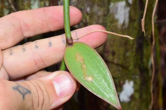 Image of Vanilla bicolor Lindl.