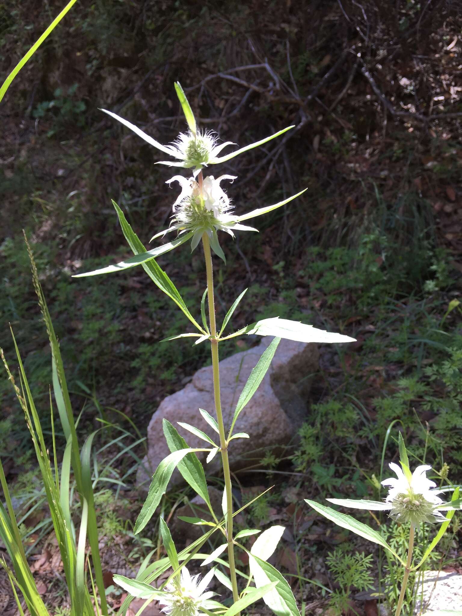 Image de Monarda citriodora var. austromontana (Epling) B. L. Turner