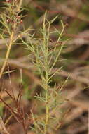 Image of <i>Daviesia ulicifolia</i> subsp. <i>incarnata</i>