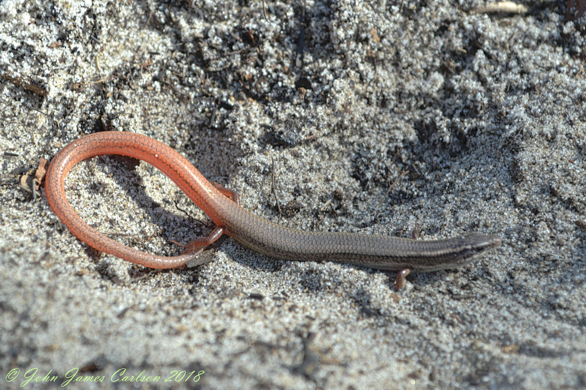 Plancia ëd Plestiodon egregius onocrepis (Cope 1871)