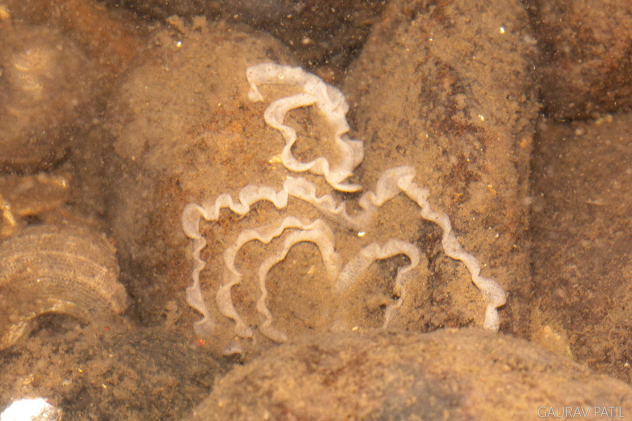 Image of Hallaxa albopunctata Gosliner & S. Johnson 1994