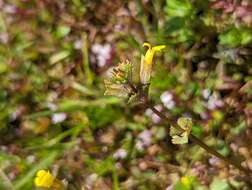 Erythranthe arvensis (Greene) G. L. Nesom resmi