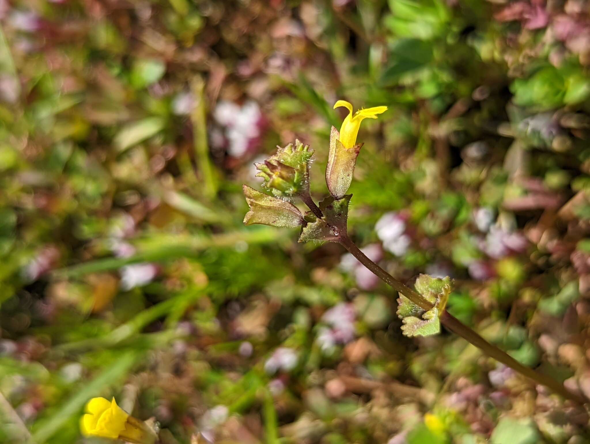 Erythranthe arvensis (Greene) G. L. Nesom resmi